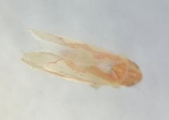 Zygina flammigera