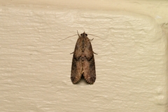Odontodes