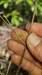 Forestiera segregata