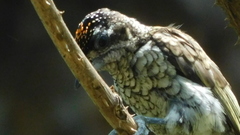 Picumnus squamulatus