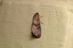 Odontodes