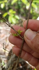 Forestiera segregata