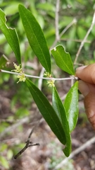 Forestiera segregata