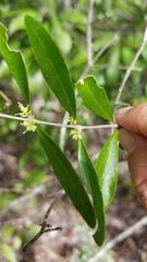 Forestiera segregata