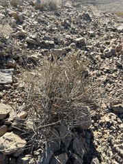 Ephedra nevadensis