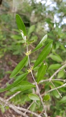 Forestiera segregata
