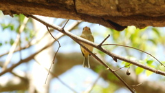 Atalotriccus pilaris