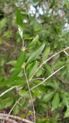 Forestiera segregata