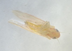 Zygina flammigera