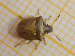 Eysarcoris aeneus