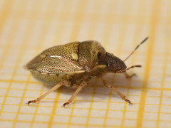 Eysarcoris aeneus