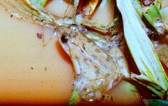 Phrynobatrachus acridoides