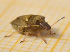 Eysarcoris aeneus