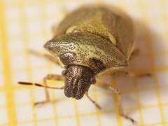 Eysarcoris aeneus
