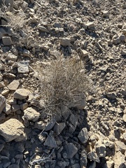 Ephedra nevadensis