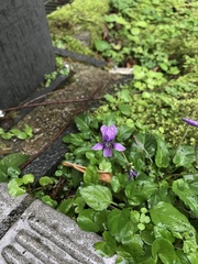Viola confusa