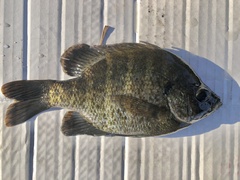 Lepomis macrochirus purpurascens