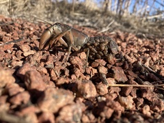 Procambarus gracilis