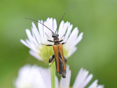 Oedemera femorata