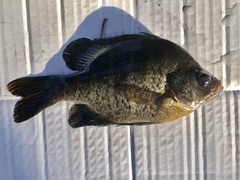 Lepomis macrochirus purpurascens