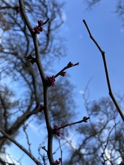 Cercis canadensis texensis