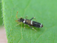 Entomobrya dorsalis