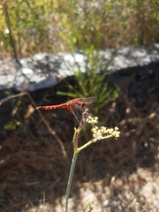 Erythrodiplax corallina