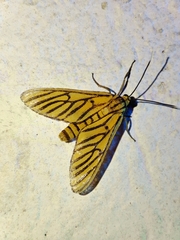 Amata tigrina