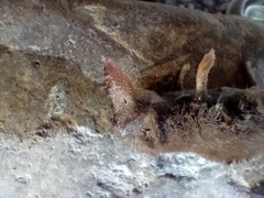 Crocidura