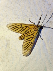 Amata tigrina