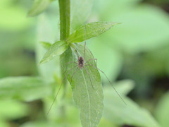 Phalangiinae