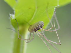 Phalangiinae