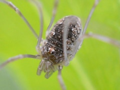 Phalangiinae