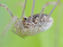 Phalangiinae