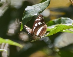 Phaedyma shepherdi