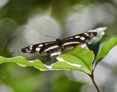 Phaedyma shepherdi