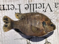 Lepomis punctatus