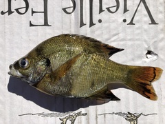 Lepomis punctatus