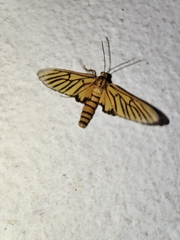 Amata tigrina