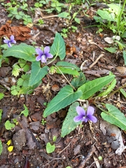 Viola inconspicua nagasakiensis