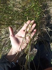 Celtica gigantea