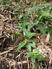 Viola inconspicua nagasakiensis