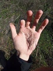 Celtica gigantea