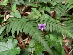 Viola inconspicua nagasakiensis