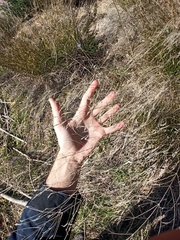 Celtica gigantea