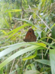 Quilaphoetosus monachus