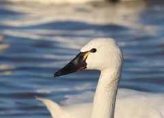 Cygnus columbianus columbianus
