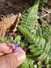 Viola inconspicua nagasakiensis