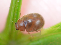 Scymnus abietis