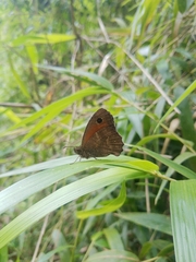 Quilaphoetosus monachus